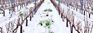 Vignes dans la neige